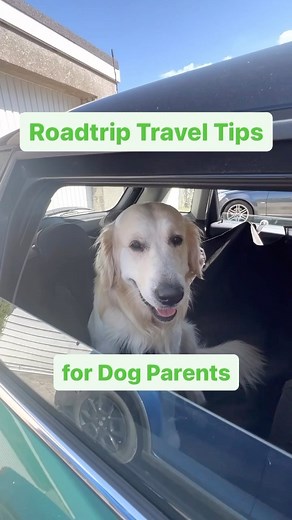 450 reactions · 20 shares | Hitting the road with your pup this...
