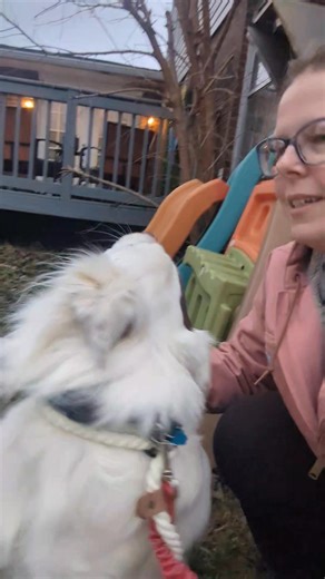 ✨Tramp✨ the love bug!! 殺殺 Afternoon kisses & hugs while hanging out outside. Tramp is still available for ADOPTION through: Australian Shepherds Furever a 501c3 non profit #rescue #rescuedismyfavoritebreed #australianshepherd #bordercollie #nashville | Laura Brandon | Facebook