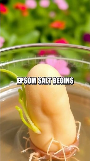 The Mysterious Magic Bean Experiment