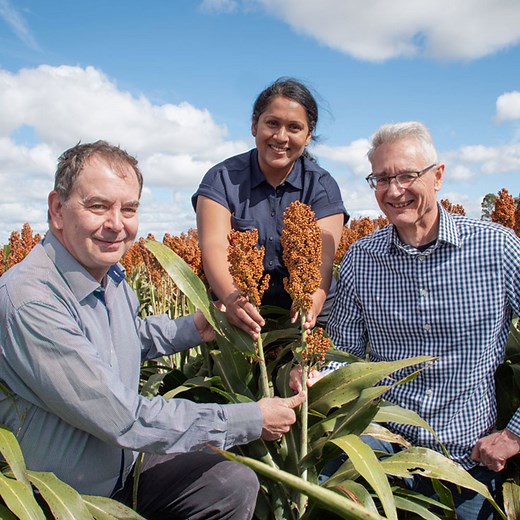 Researchers target sorghum breeding to boost grain crops