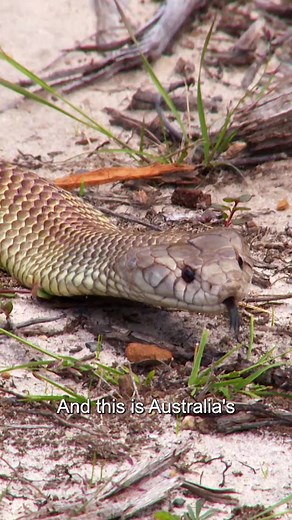 The size of this deadly King Brown has to be seen to be believed 😳 #kingbrown #snake #Untamed #snakebite #animalfacts | Untamed