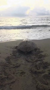While snapping sunrise pictures at House of Refuge beach, a local photographer spotted something unexpected, a giant loggerhead sea turtle wedged in the rocks! She called FWC for help and one of our officers arrived with backup from Martin County Fire Rescue. Together, they were able to lift the approximately 300-pound sea turtle from where it was lodged. Thankfully, the female loggerhead was unharmed and able to make her way back to the ocean! If you see a sea turtle that is injured or needs he