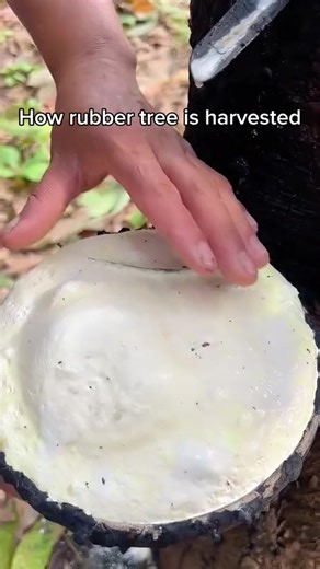 rubbertree123 on TikTok