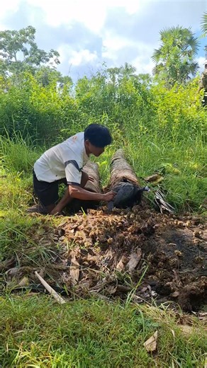 This guinea fowl is with its chicks 😱