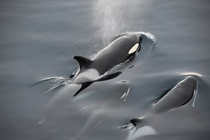 Killer Whale: The Wolf of the Sea — Alaska Wildlife Alliance (AWA)