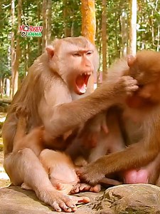 151K views · 823 reactions | Mom jealous kick small sister away from nursing her baby #beautiful #monkeydluffy #monkeycute #babymonkey #monkeyface #lovely #monkey #cute #animals #animalsbaby #poormonkey #monkeycry #funny #funnyvideo #cuteanimals | Monkey Anna | Facebook