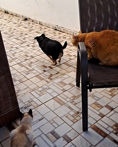 Dog ruins the hunt with its enthusiasm 🤣 | LADbible Australia