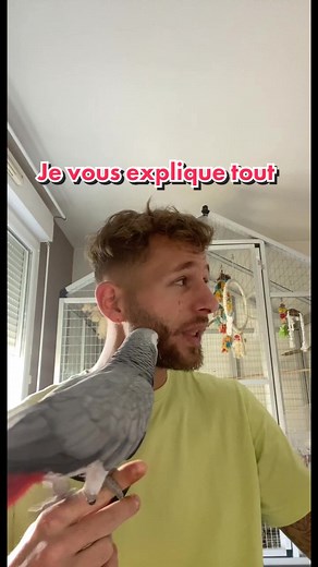 L’arche de François sur TikTok