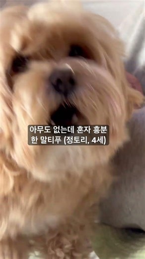 말티푸 짖는 소리 듣고싶다면? #강아지 #강아지여름 #반려견 #개짖는소리