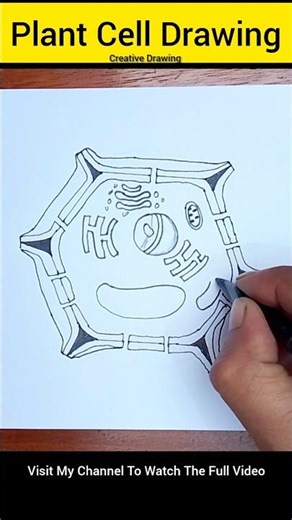 How to Draw Plant Cell Diagram Drawing #shorts #plantcell #botany