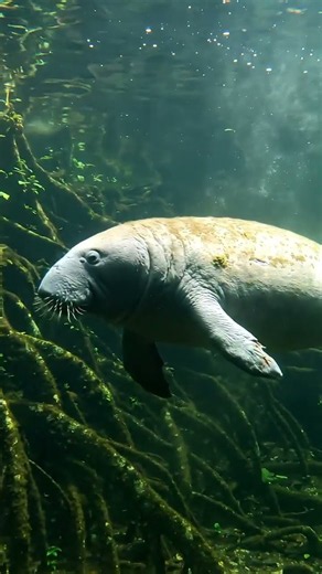 Manatee Wildlife of the Amazon River | 4K Underwater Nature Footage #animals #wildlife