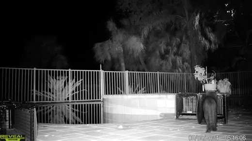 When the community cats tell you how they really feel. #animalcontrol #pinellascounty #wildlifecontrol #trapping | ARR Nuisance Wildlife Control, LLC | Facebook