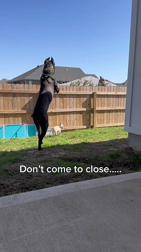 Italian Cane Corso Guarding Behavior Explained