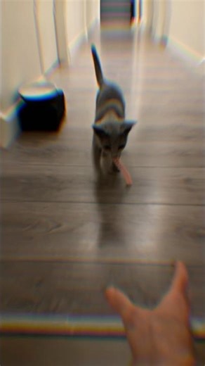 Rocky Russian Blue PLAYS Fetch😻🚀 #cat #animals #catvideos #shorts #kitten #cats #cute