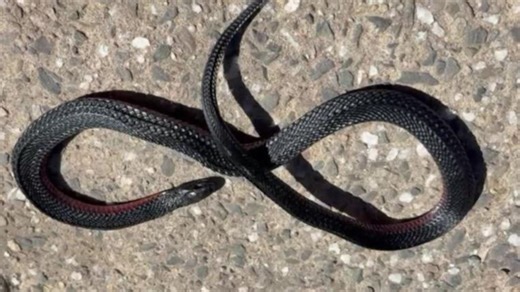 Red-bellied black snake air-fried during Adelaide's heatwave