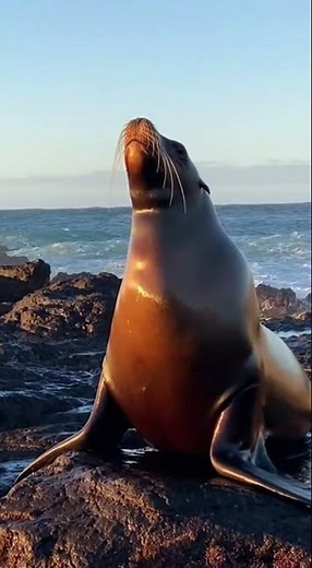 Loud Sea Lion Sound 🌊🦭🔊