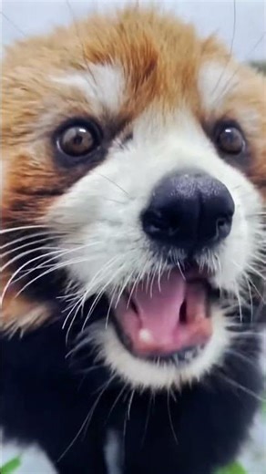 Cutest ninja in the trees 🍃🦊 #RedPanda #NatureMagic #WildLife