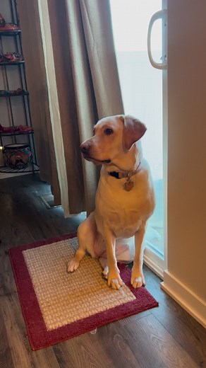 4.4K views · 209 reactions | Have you seen a talking labrador retriever? #dog #labrador #labradorretriever #yellowlabrador #yellowlab #milliethelab #dogs #puppy #talkingdog | Rowell Tidoso McIntosh | Facebook