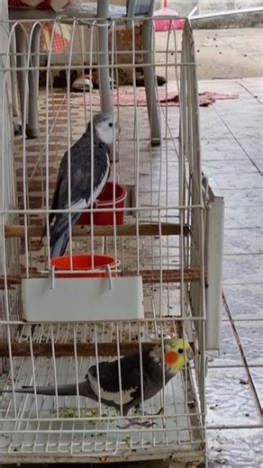 Calopsita cantando # vários cantos # calopsita cara branca macho