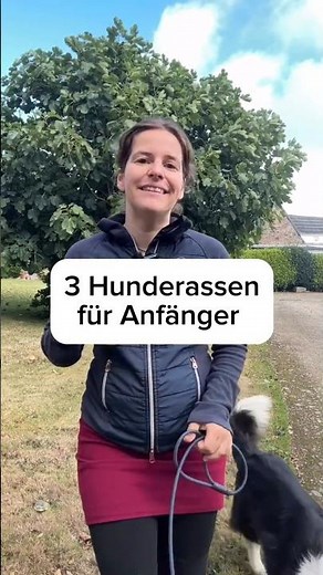 3 Hunderassen für Anfänger #hundetraining #hund