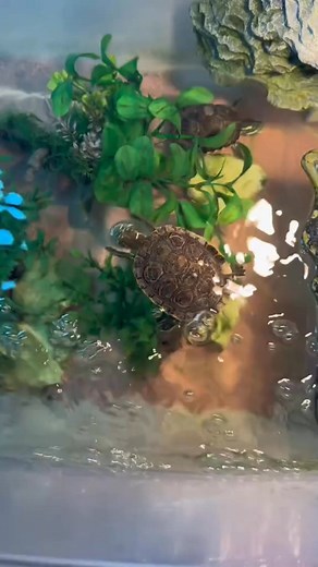 2.5K views · 179 reactions | 殺殺殺殺 #turtle #foryou #turtlesoftiktok #fypシ゚viral #reptilesoftiktok #fyp #reptiles #animals #reptile #foryoupage #jupiter #cuteness #tank #turtletok #turtlelover #cute #turtles | TurtleNest Diaries | Facebook