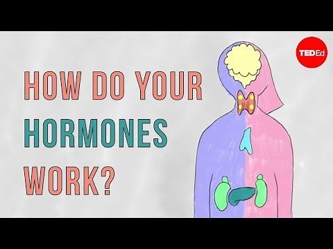 How do your hormones work? - Emma Bryce
