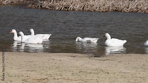 video of white geese swimming along the river and joining other geese soaring on the river bank