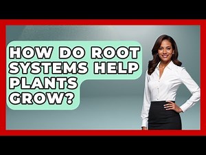How Do Root Systems Help Plants Grow? - The Everyday Why