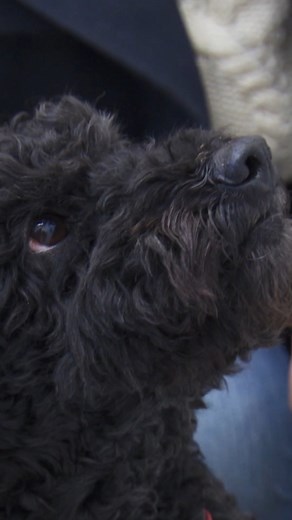 Young dog is dragging her legs 😢🐶 #vetonthehill #dog #dogs #puppy #cuteanimals #cutedogs | Vet On The Hill