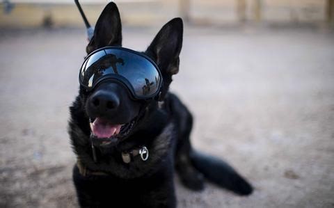 Pentagon’s most recognizable military working dog is hanging up his goggles