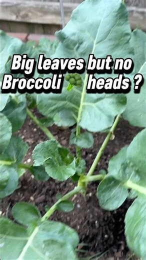 Leaves but no Broccoli 🥦? This is why!!