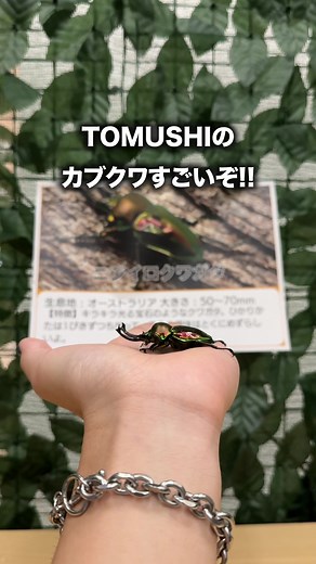 入間で楽しむ昆虫体験イベント！