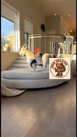 Rooster Riding Goat in House #comedy #rooster #farm #funny #prank #doglife #humor #fun #goat #meme
