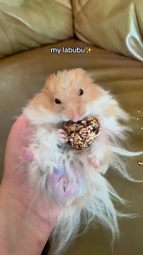 The One and Only Hamster: A Cute Pet Journey