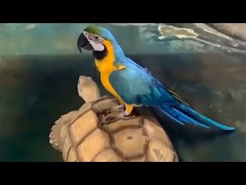 Chill Out Memes Compilation