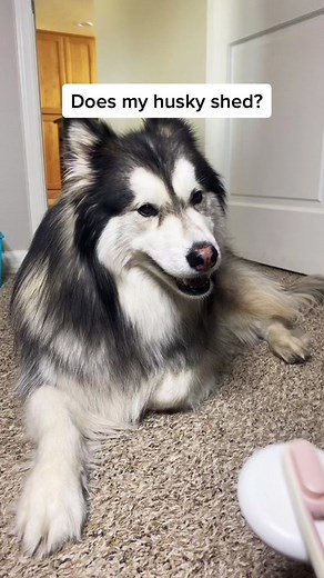 Understanding Husky Shedding: Everything You Need to Know