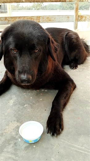 Daisy having ice cream 🍨#icecream #dog #viral #trend