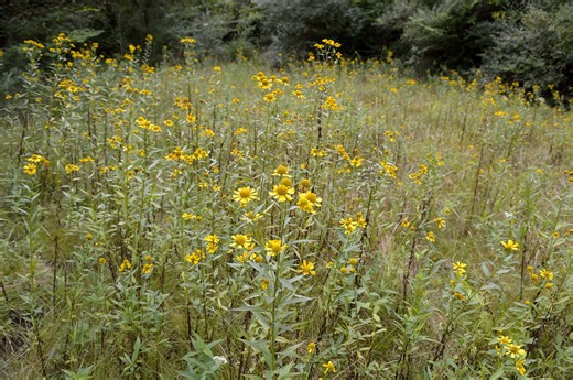 Native Plants of the Northeast | Sneezeweed (*Helenium autumnale*) | Facebook