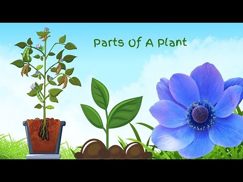 Parts of Plants and Their Functions for Grade 1 | #PlantsForKids #PlantLife #Botany101