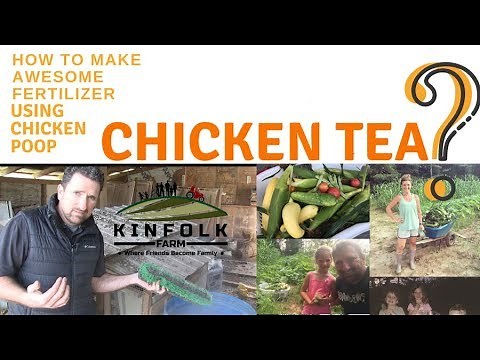 The Best Organic Fertilizer Ever! Chicken Tea anyone?