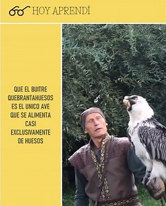 Recibe su nombre por su costumbre de recoger huesos y caparazones hasta grandes alturas para soltarlos, partirlos contra las rocas y poder ingerirlos para alimentarse. #hoyaprendi #sabiasque #sabíasque #datocurioso #dato #datos #interesante #curioso #Impresionante #animales #aves #buitre #huesos | Hoy-aprendí