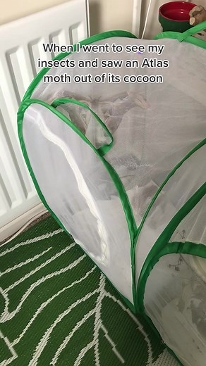 Discover the Atlas Moth in Its Natural Habitat