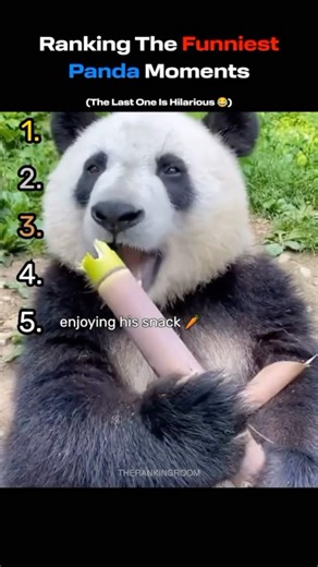 Ranking The Funniest Panda Moments 🐼😂