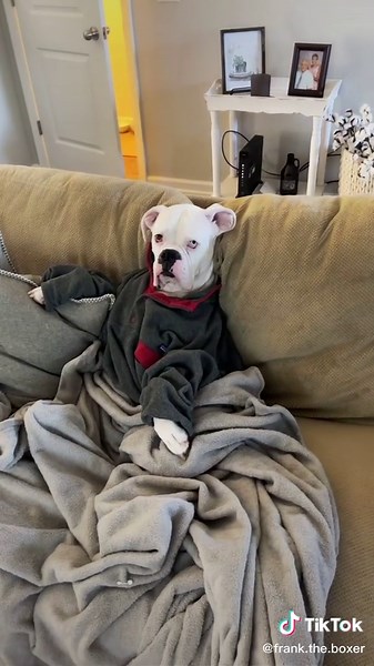 At least he gets dressed sometimes…#dog #boxerdogs #fyp #foryou #comedy