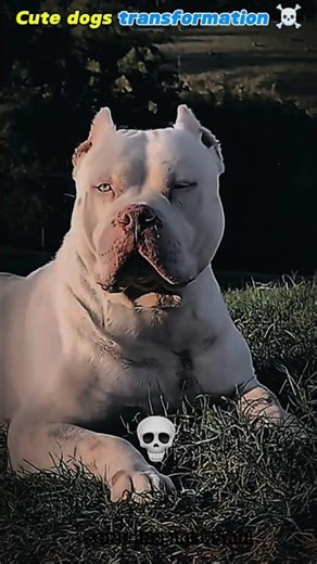 #animals | All versions ☠️| Dogs version transformation| #animals #animaltransformation #pitbull
