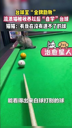 台球室的助教猫 #cat #喵哥是萌新 #貓咪 #喵星人 #搞笑 #宠物生活