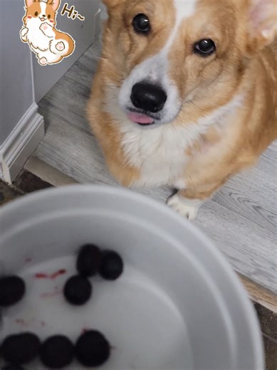 My home workout always --- as in always --- involves my baby boy, Gizmo. #workout #pembrokewelshcorgi #corgisoftiktok