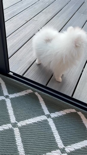 Pomcasa søker etter forvert til nydelige Tiara. Hun er født 22/10. Hun er nå 10 uker gammel. En nydelig skjønnhet og herlig personlighet. Derfor skal hun brukes i avl. Kun seriøse henvendelser. Og kun gode hjem og hos personer som har mye kjærlighet å gi henne, så lenge hun lever. Ta kontakt på mobil: 97579474. Del gjerne❤️ | PomCasa Kennel