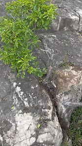 Bonsai Art.! | Bonsai Art