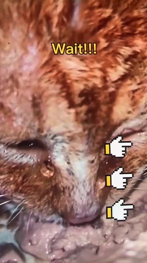 youpet_1 (@youpet_1)’s videos with Little Do You Know (Speed Up) - Alex & Sierra